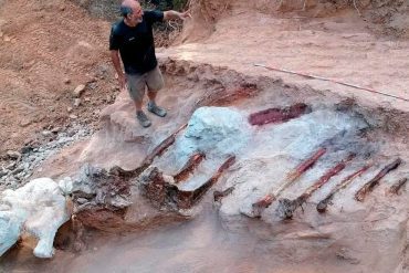 Giant dinosaur skeleton found: how did dinosaurs reach Portugal?  ,  life and wisdom
