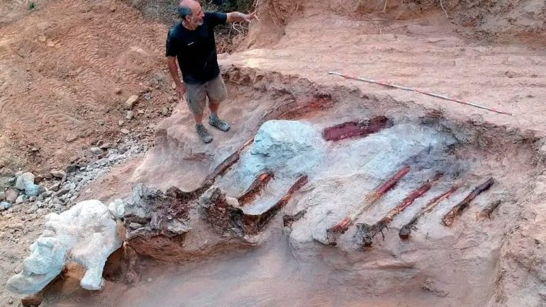 Giant dinosaur skeleton found: how did dinosaurs reach Portugal?  ,  life and wisdom