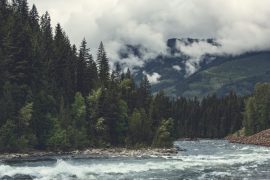 Canada: Trout cover-up scandal shocks British Columbia