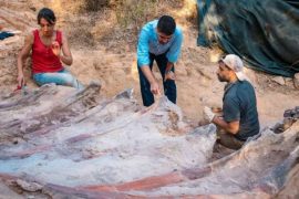Perhaps the biggest discovery in Europe: Researchers discover three-meter-long dinosaur rib