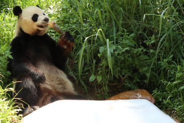 Six million years old: Europe's last panda discovered