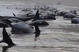 Australia: Nearly 200 stranded whales die
