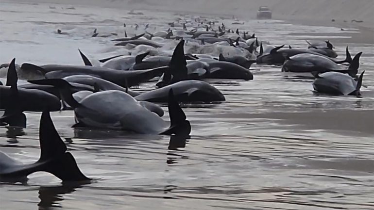 Australia: Nearly 200 stranded whales die