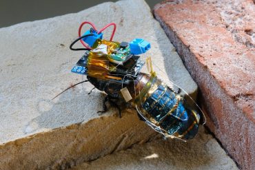 Remotely controlled cockroaches: Japanese are building solar-powered insect cyborgs