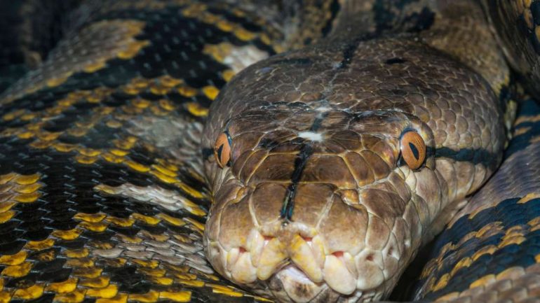 Reticulated python (Python reticulatus): Police found a missing person's body in a python - here's a reticulated python (symbolic photo) in the photo.