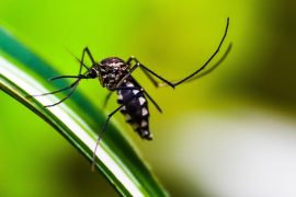Malaria spreading in Central America: is the fungus responsible?