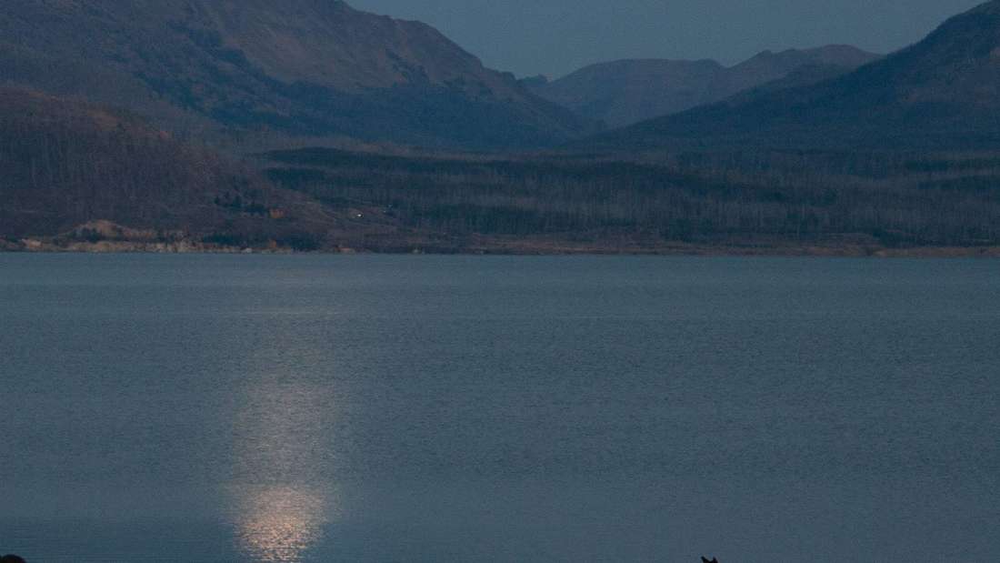 Goose Bumps Moment in Yellowstone National Park, USA: Deer in the Moonlight at Yellowstone.