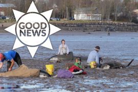 City residents rescue 16 dolphins stranded in Canada