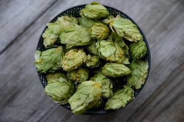 According to a study, hops can prevent Alzheimer's