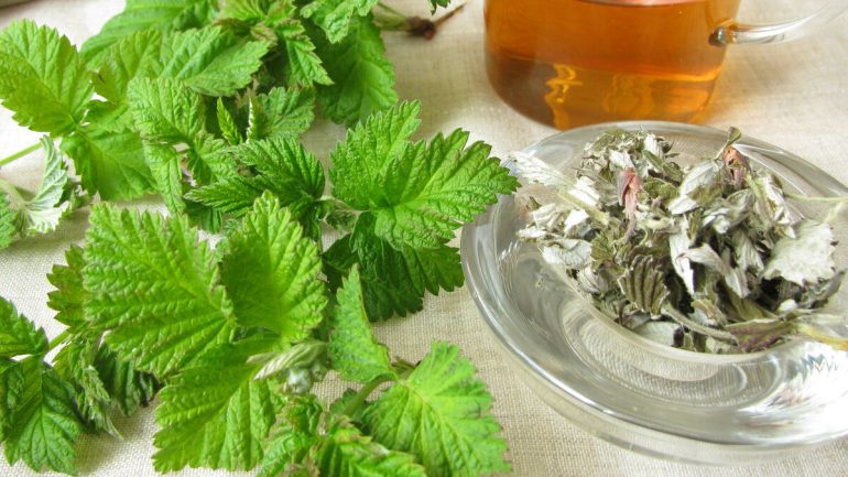 Raspberry Leaf Tea - Preparation and Uses