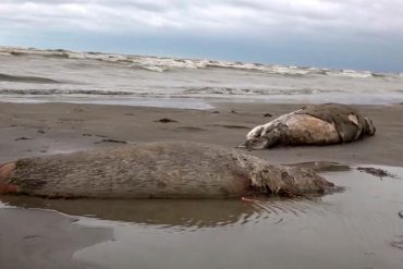 Caspian Sea: 2,500 dead seals washed up in Russia