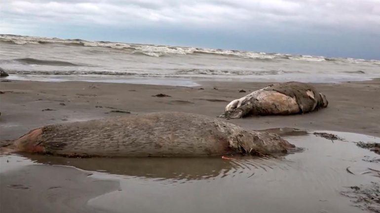 Caspian Sea: 2,500 dead seals washed up in Russia