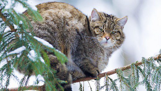 cuddly wild cat sitting on branch